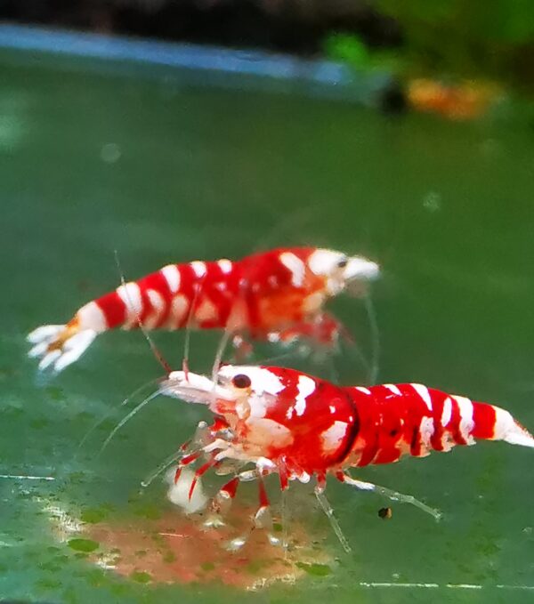 GALAXY RED FANCY TIGER - 1.0 CM - Image 4